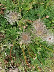 Pulsatilla vulgaris