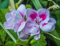 Ciconium