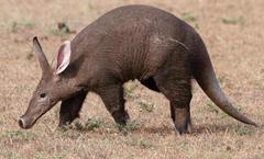 Aardvark photo 3