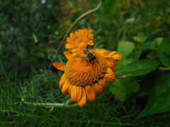 Megachile