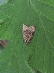 Syricoris lacunana