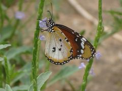 Danaus chrysippus alcippus