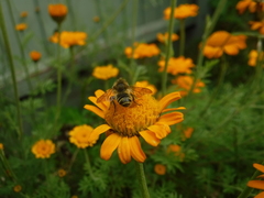 Megachile
