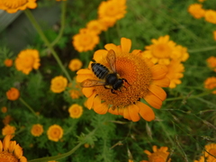 Megachile