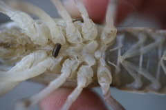 Procambarus simulans