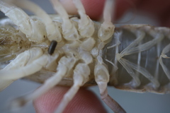 Procambarus simulans