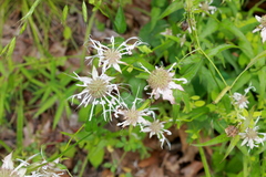 Monarda russeliana