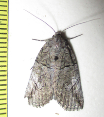 Prionofrontia strigata