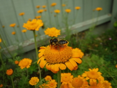 Megachile