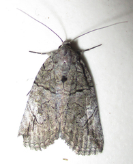 Prionofrontia strigata