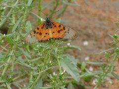 Acraea neobule neobule
