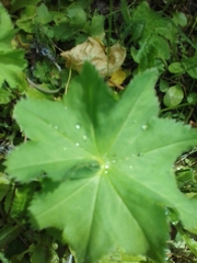 Alchemilla