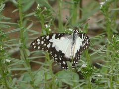 Graphium angolanus baronis