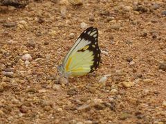 Belenois creona creona