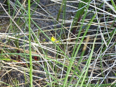 Utricularia ochroleuca