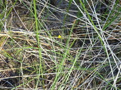 Utricularia ochroleuca