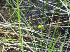 Utricularia ochroleuca