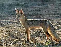 Vulpes chama