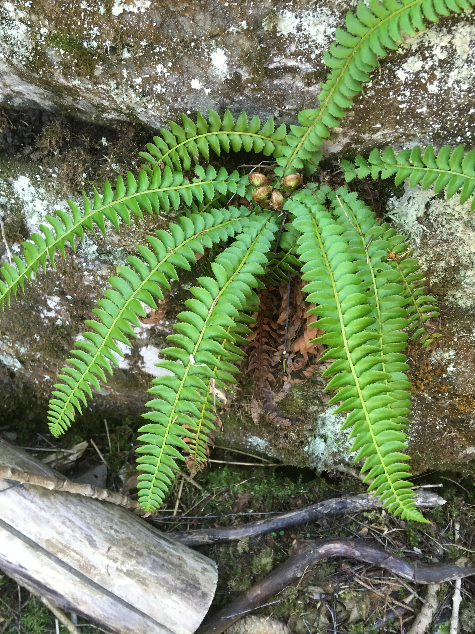 Polystichum lonchitis