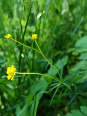 Ranunculus auricomus