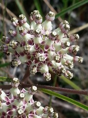 Asclepias longifolia