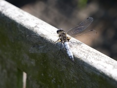 Libellula fulva