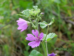 Malva sylvestris sylvestris