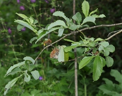 Salix appendiculata