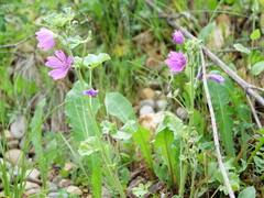Malva sylvestris sylvestris
