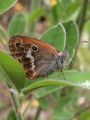 Coenonympha corinna