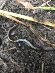 Ambystoma macrodactylum macrodactylum