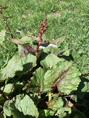 Rumex alpinus