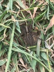 Alopecosa pulverulenta