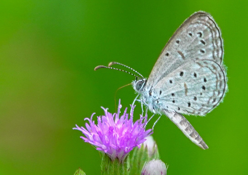 Tiny Grass Blue