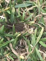 Alopecosa pulverulenta