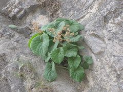 Cliffbreak vine (Oresitrophe rupifraga)