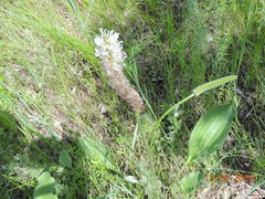Plantago maxima