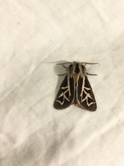 Apantesis williamsii