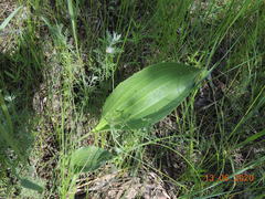 Plantago maxima
