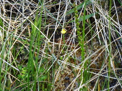 Utricularia ochroleuca