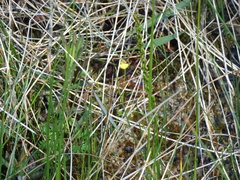 Utricularia ochroleuca