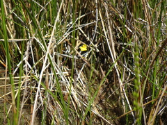 Utricularia ochroleuca