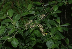 Salix appendiculata