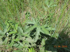 Filipendula stepposa