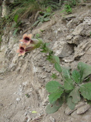 Rehmannia glutinosa