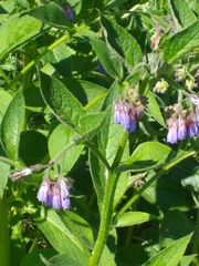 Symphytum asperum