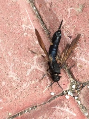 Tremex magus