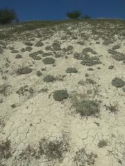 Artemisia hololeuca