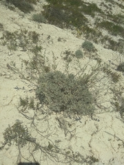 Artemisia hololeuca