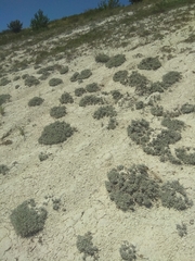 Artemisia hololeuca